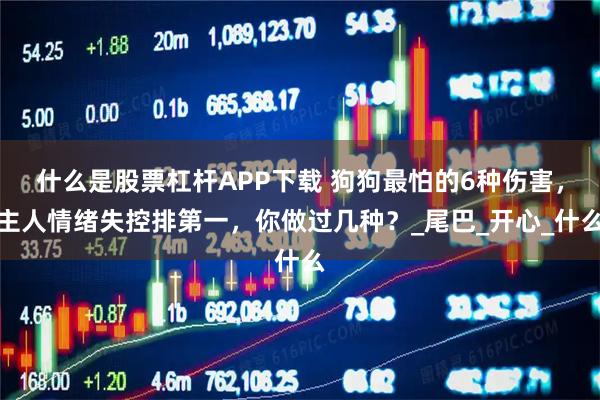 什么是股票杠杆APP下载 狗狗最怕的6种伤害，主人情绪失控排第一，你做过几种？_尾巴_开心_什么